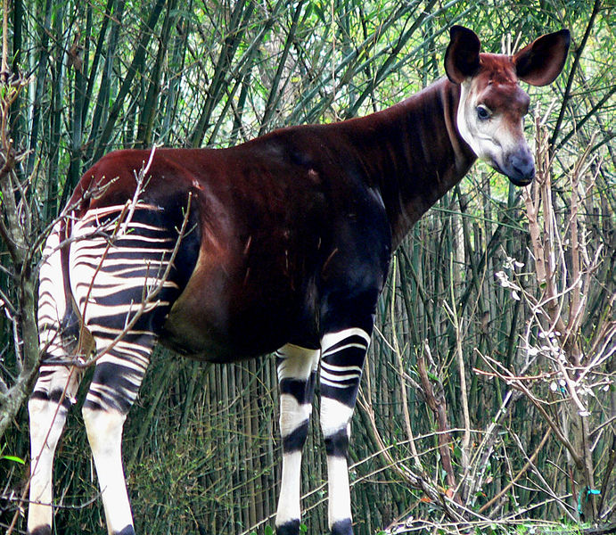 Okapi, ein seltenes Säugetier im Regenwald (c) Raul654